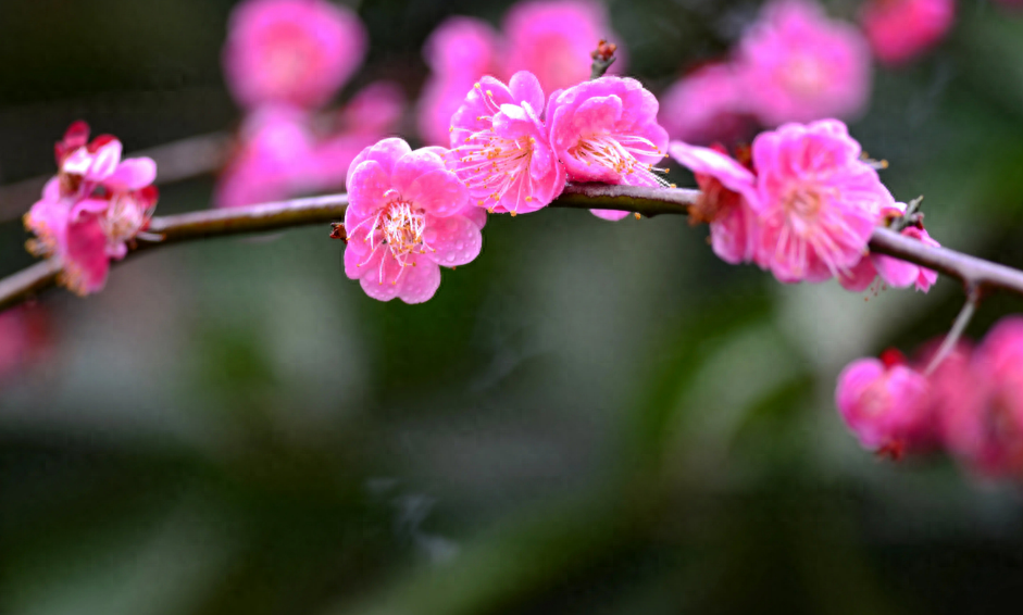 踏雪寻梅，祈福新年（有关寻梅的唯美诗词）