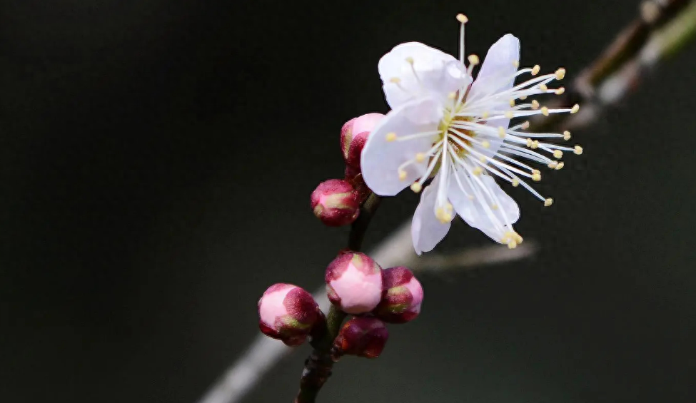 踏雪寻梅，祈福新年（有关寻梅的唯美诗词）