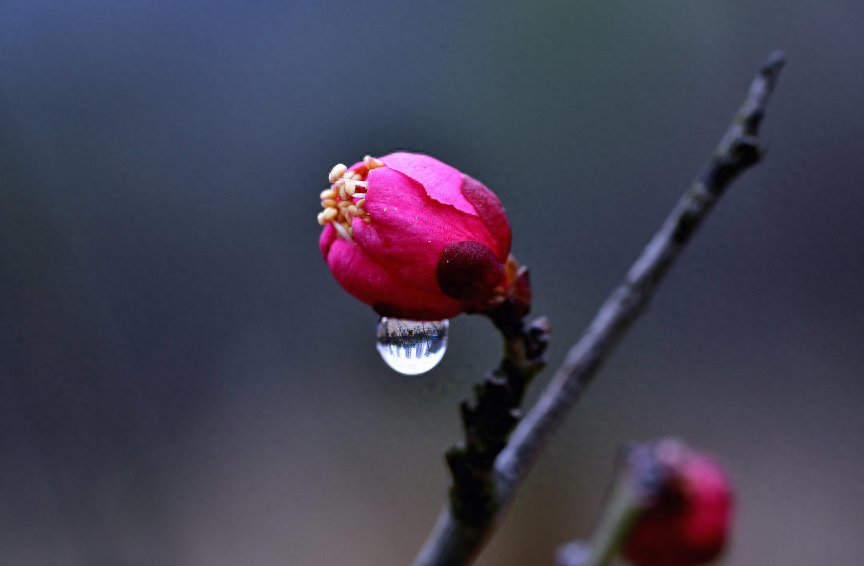 踏雪寻梅，祈福新年（有关寻梅的唯美诗词）