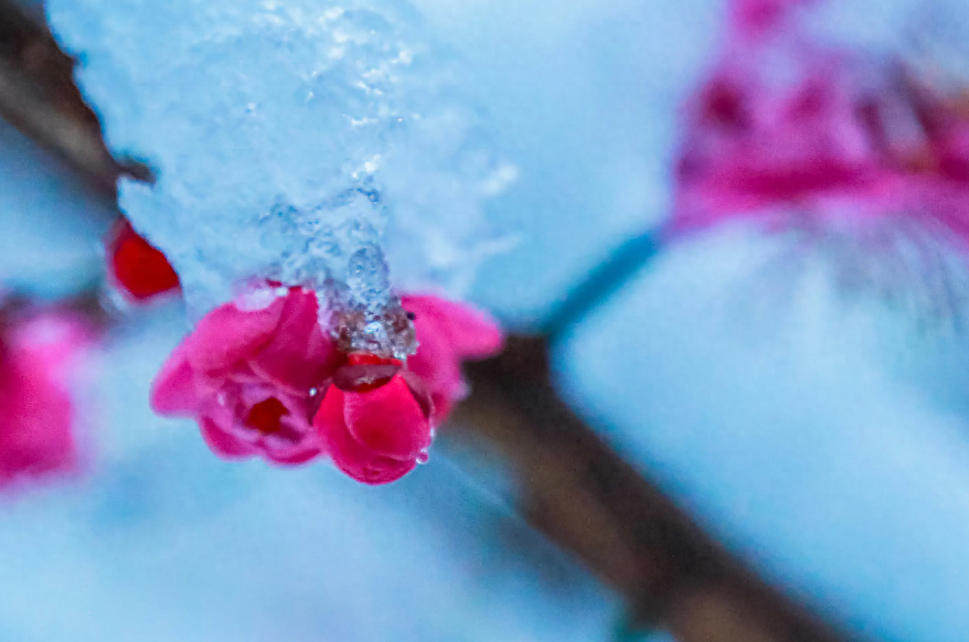 踏雪寻梅，祈福新年（有关寻梅的唯美诗词）