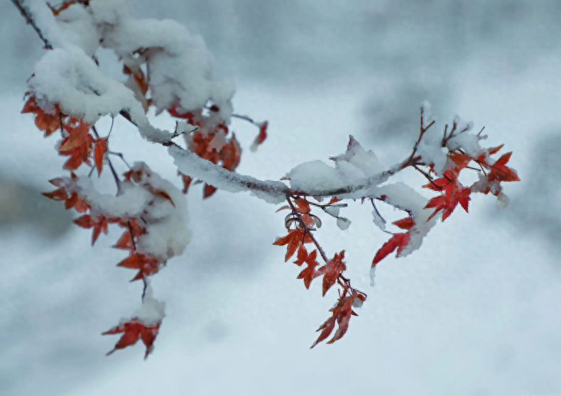 下雪经典古诗大全（描写初雪的唯美古诗词）