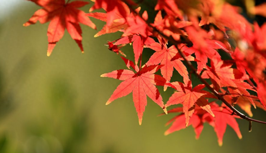 有关枫叶的经典诗词（赞美枫叶的唯美古诗）