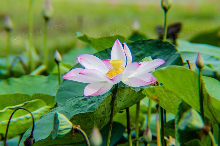 关于春节的趣事优秀作文（《愉快的春节》）