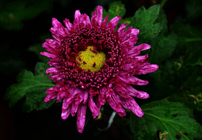 有关赏菊的唯美古诗词（菊香醉人，人淡如菊）