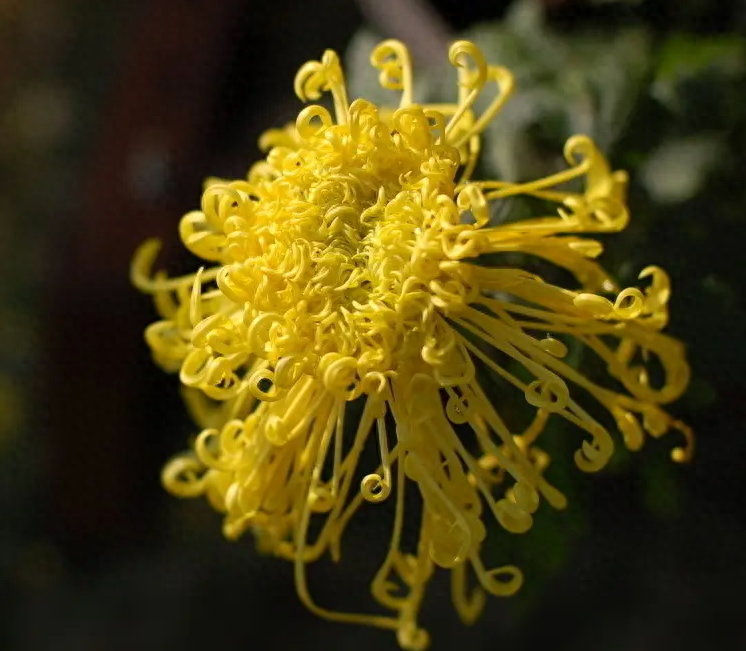 赞美菊花唯美七绝诗（有关菊花的唯美诗词）