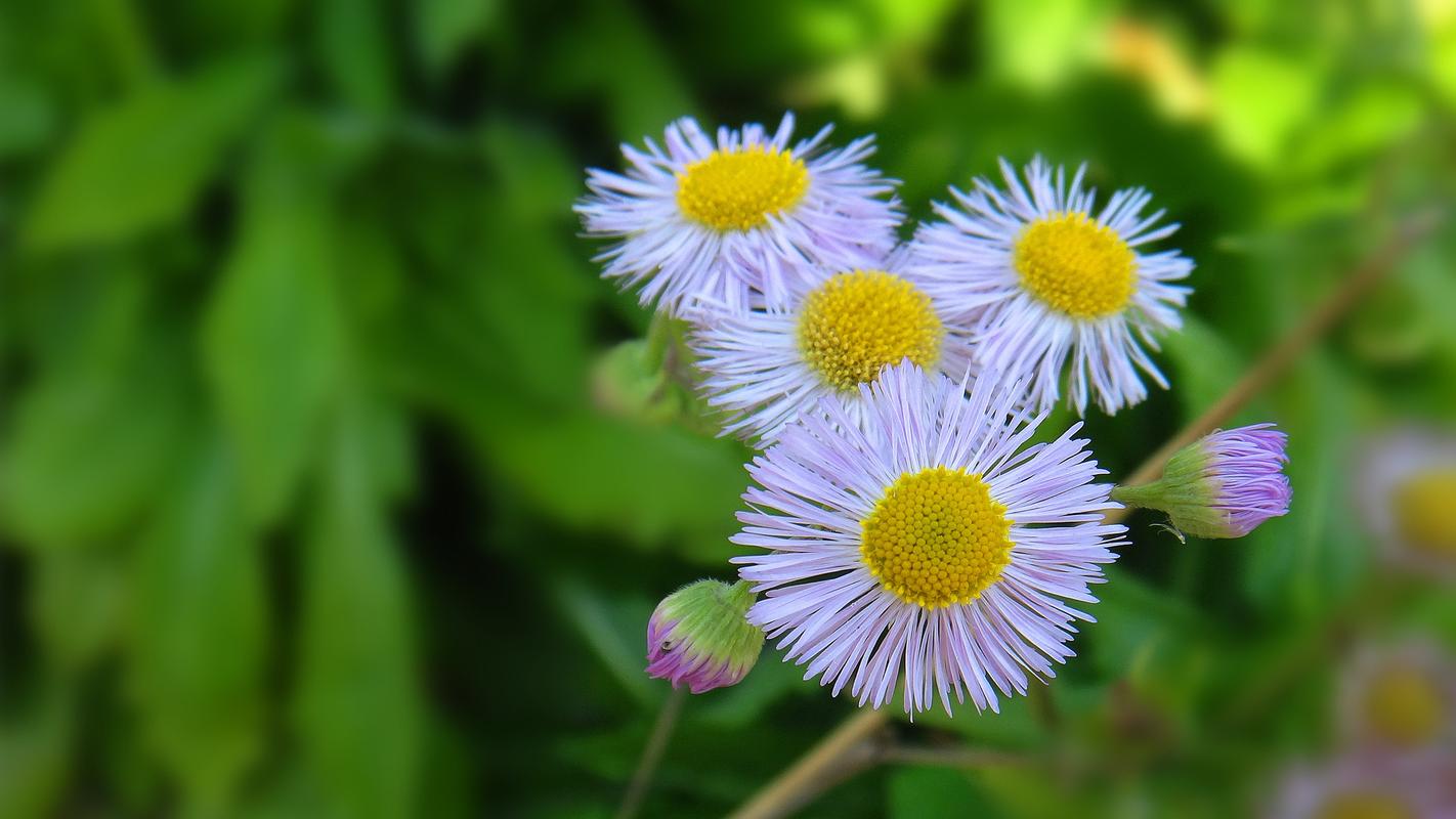 关于春节团圆的作文（《别样的春节》）