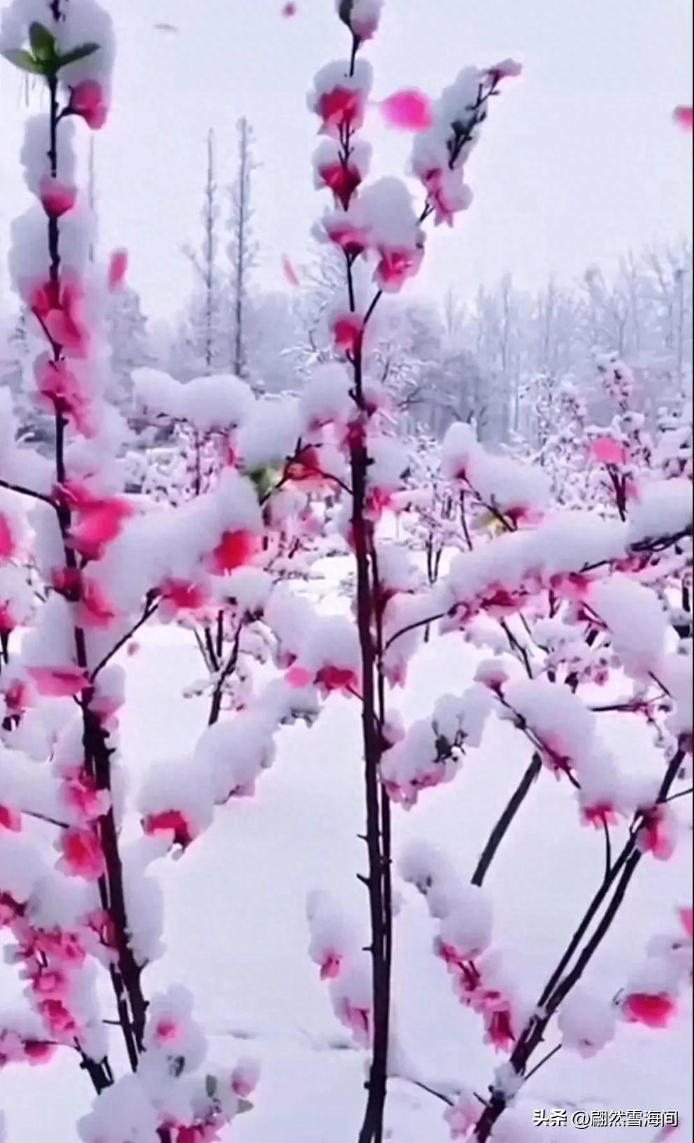 梅花唯美古诗大全（20句经典梅花古诗词）