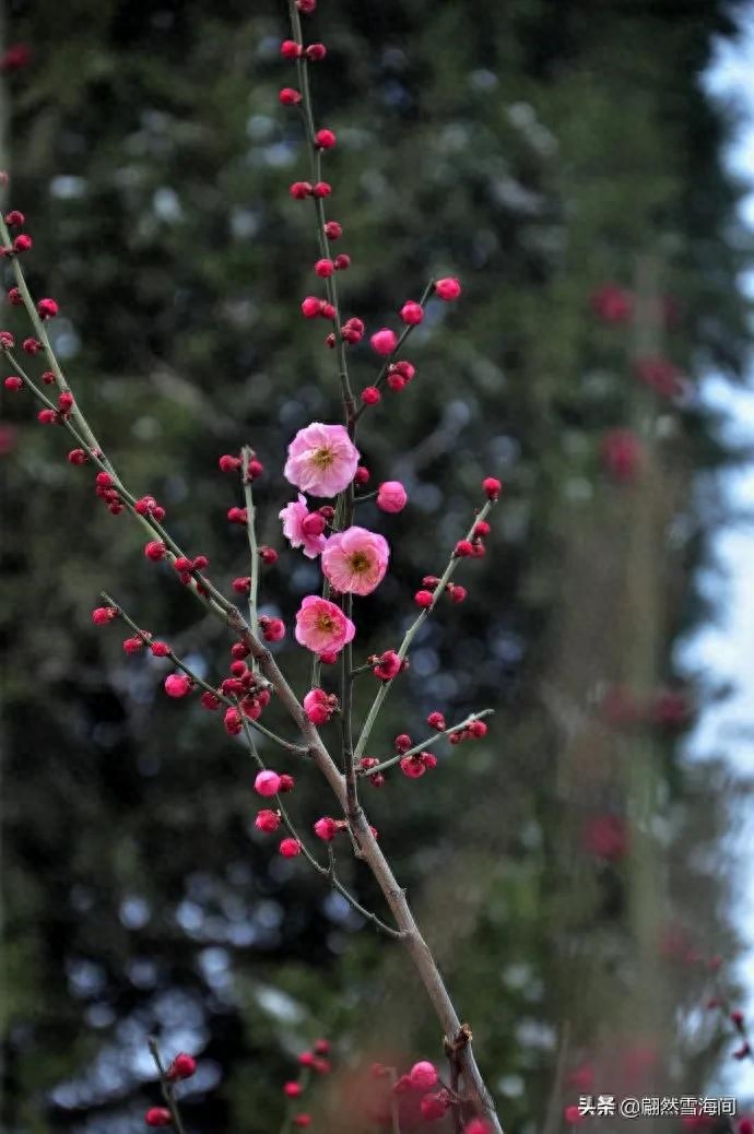 梅花唯美古诗大全（20句经典梅花古诗词）