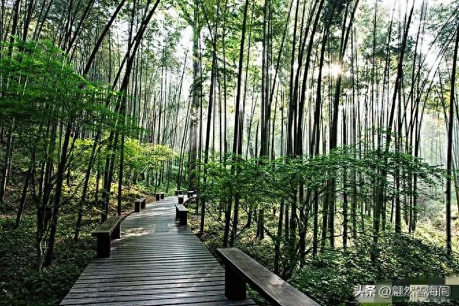 四季青翠，傲骨凌霜（20句写竹的诗词）