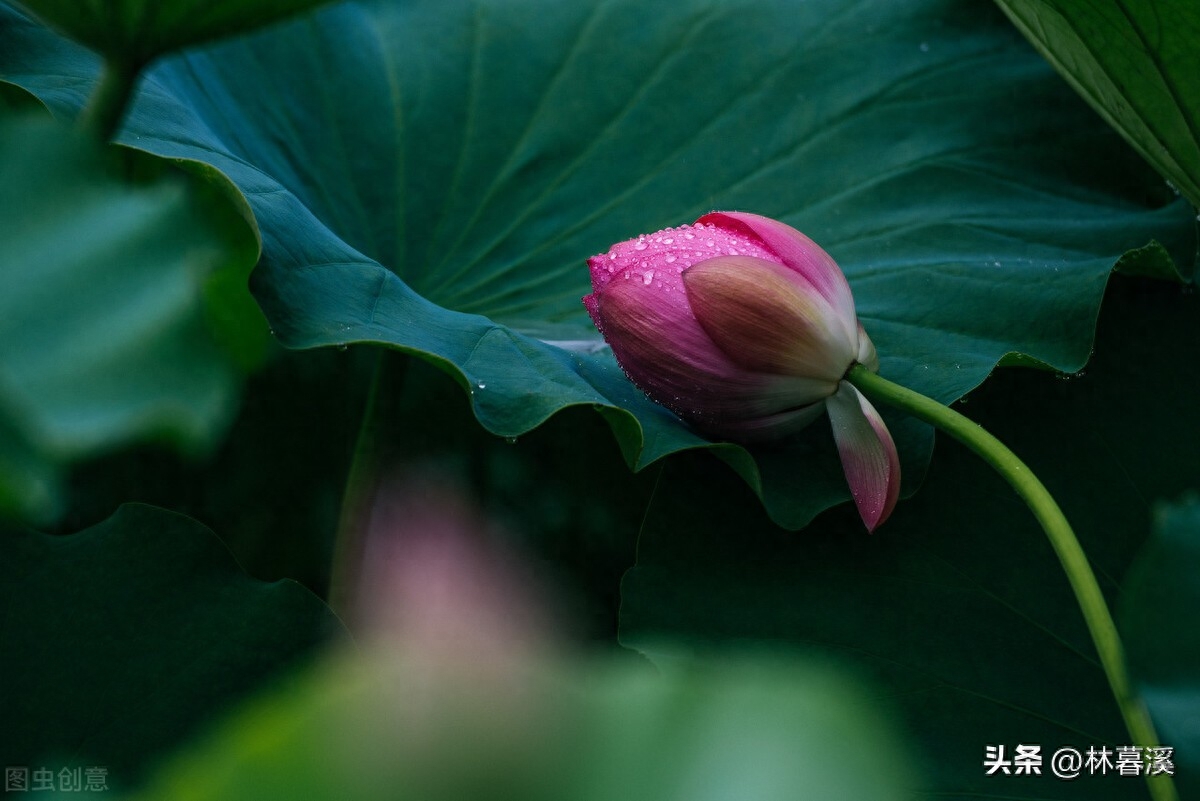 荷花诗词古句大全（12首优美夏日荷花古诗）