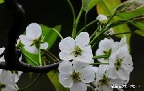 梨花经典古诗大全（16首优美的梨花诗词）