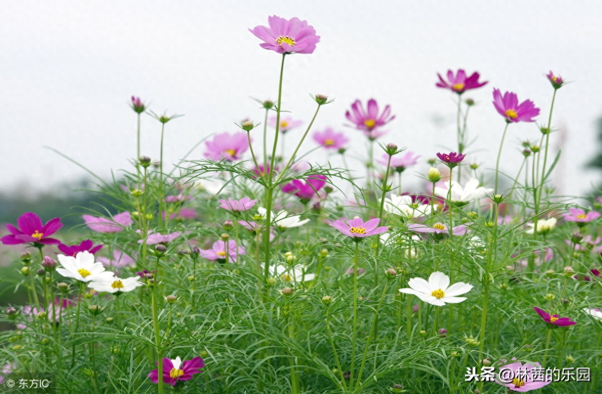 婉约经典诗词有哪些（18首经典婉约诗词）