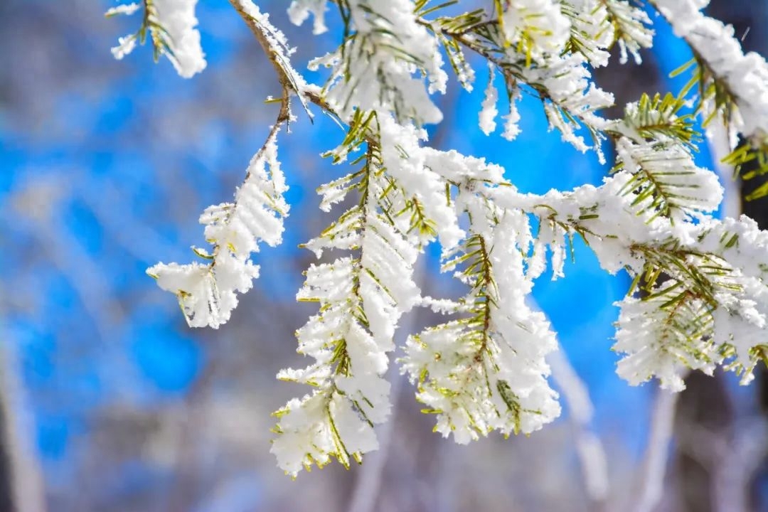 小雪唯美诗词大全（8首小雪诗词）