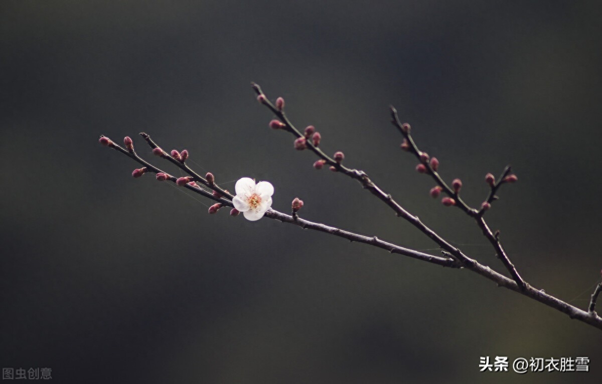 小雪节气美诗六首赏析（小雪如春暖，黄花夹杏开）