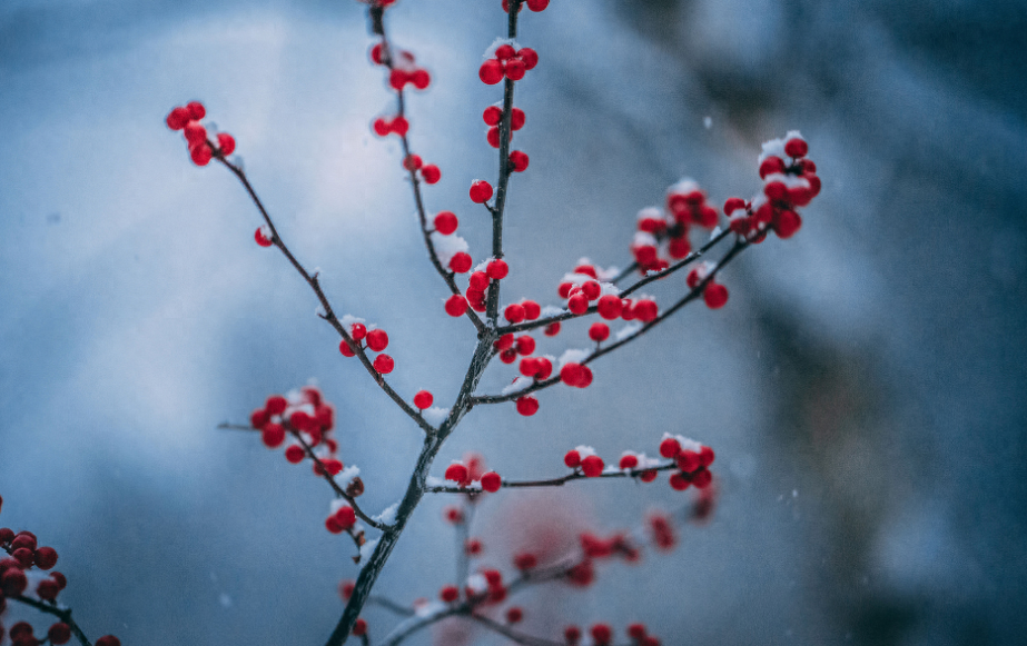 描写小雪节气的古诗词（分享十首小雪诗词）