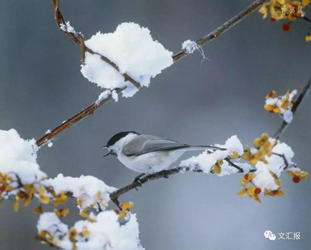 描写小雪节气的古诗词（10首经典诗词陪你静候初雪）