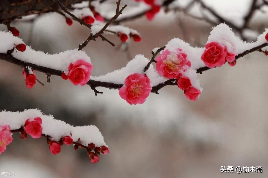 24节气小雪节气诗词鉴赏（小雪时节优美诗词）