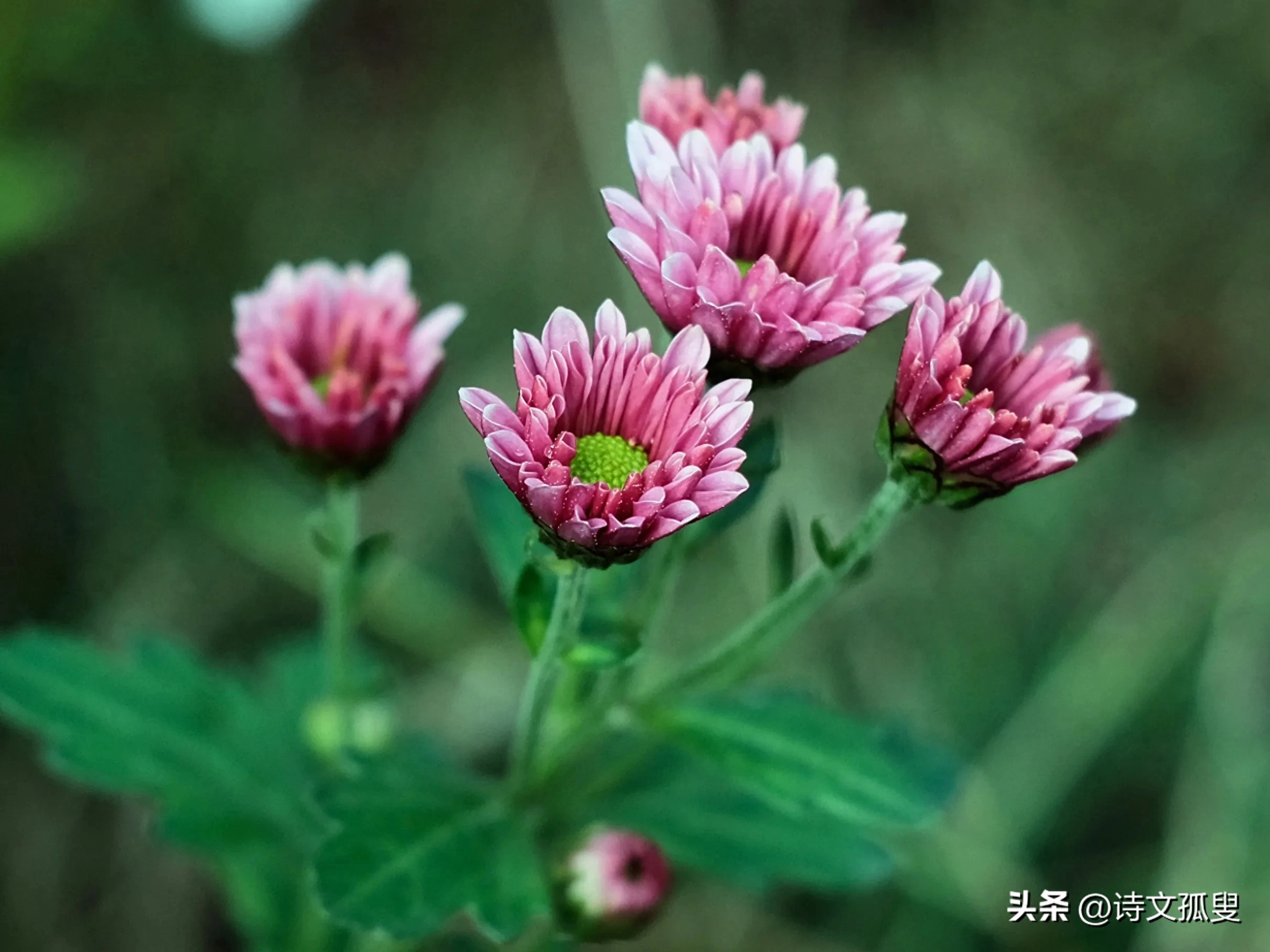 秋风唯美诗词大全（秋风飒飒，菊香悠悠）