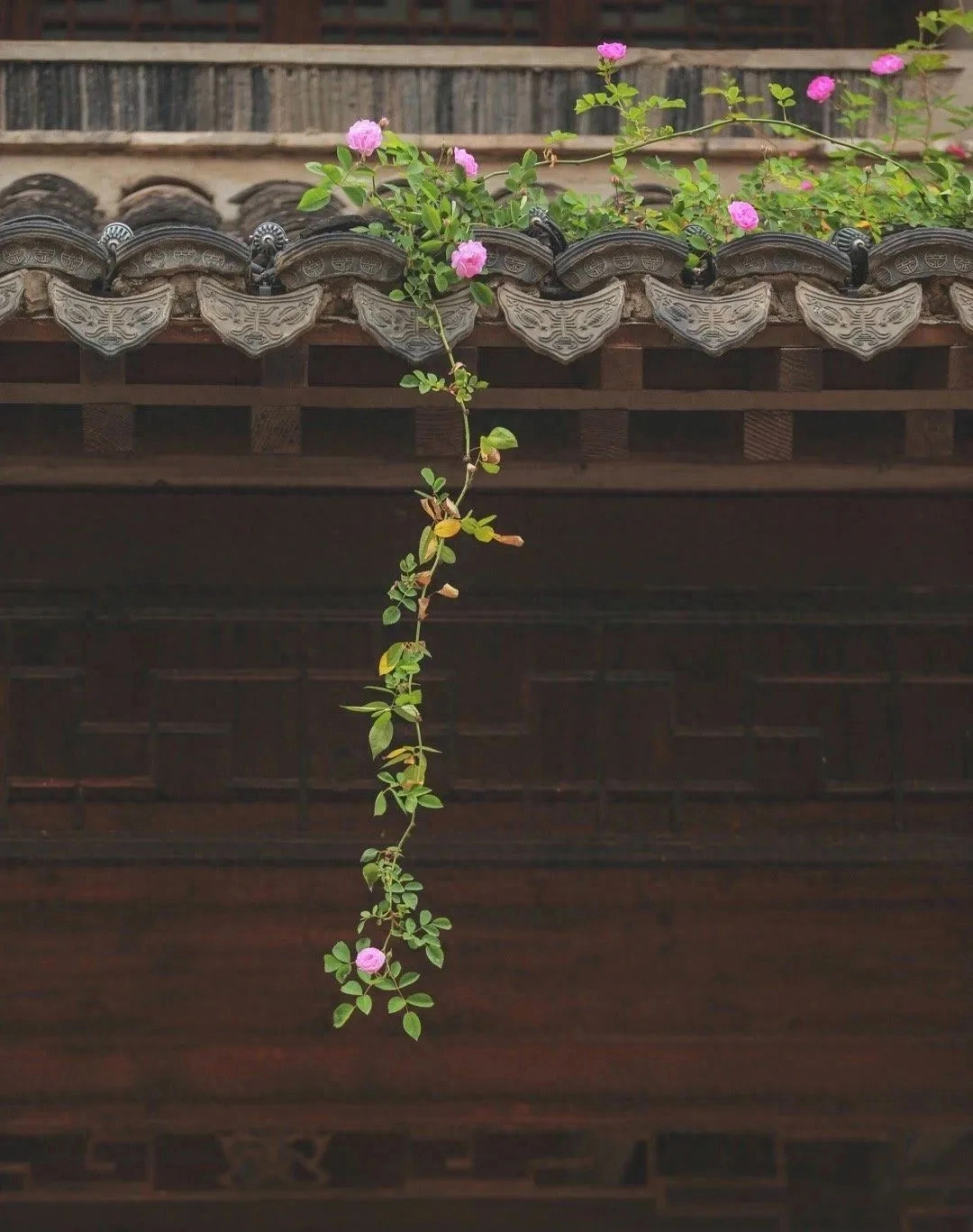 蔷薇花满架，不语也倾城（精选9首唯美蔷薇诗词）