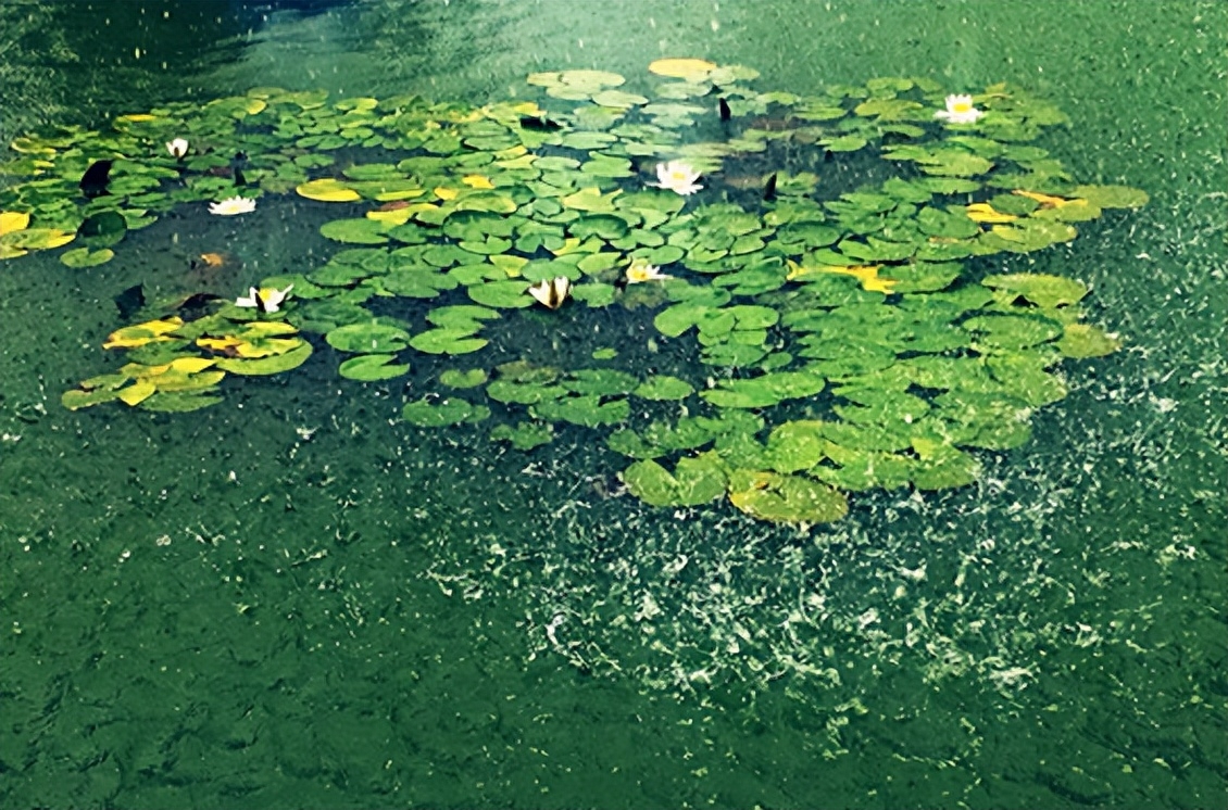 描写夏天消暑的诗句（消暑的6首夏日之诗）