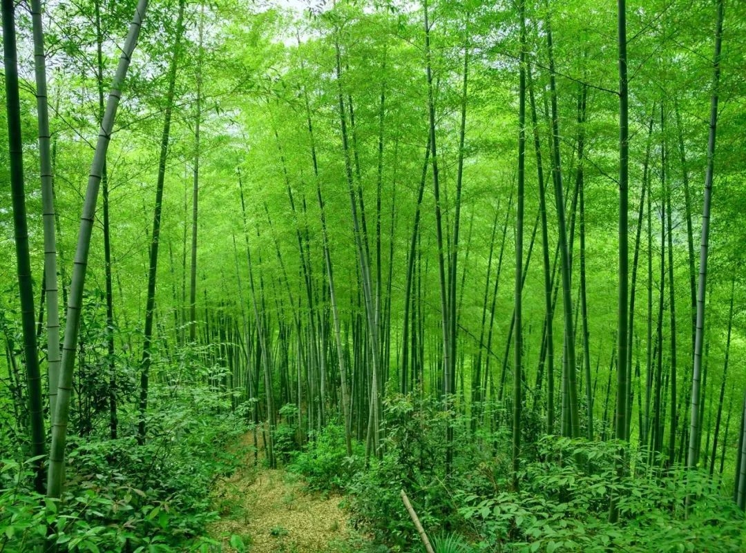 赞美夏天的古诗词（100首夏日诗词）