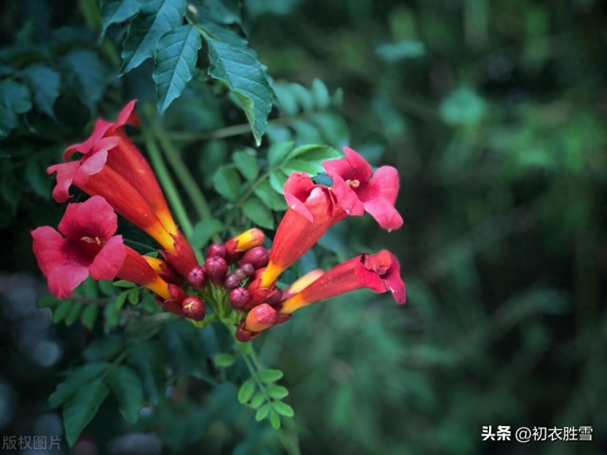 寒露唯美诗词有哪些（寒露时节的古诗五首）