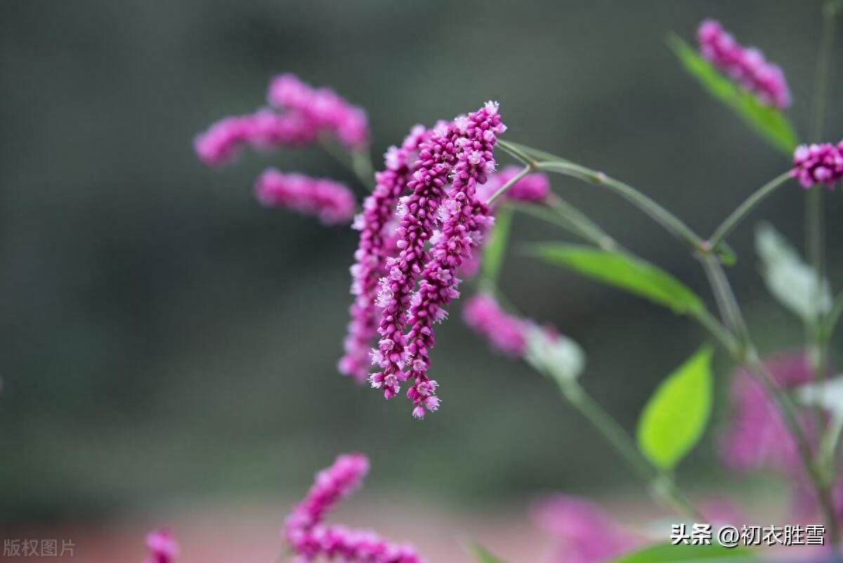 寒露唯美诗词有哪些（寒露时节的古诗五首）