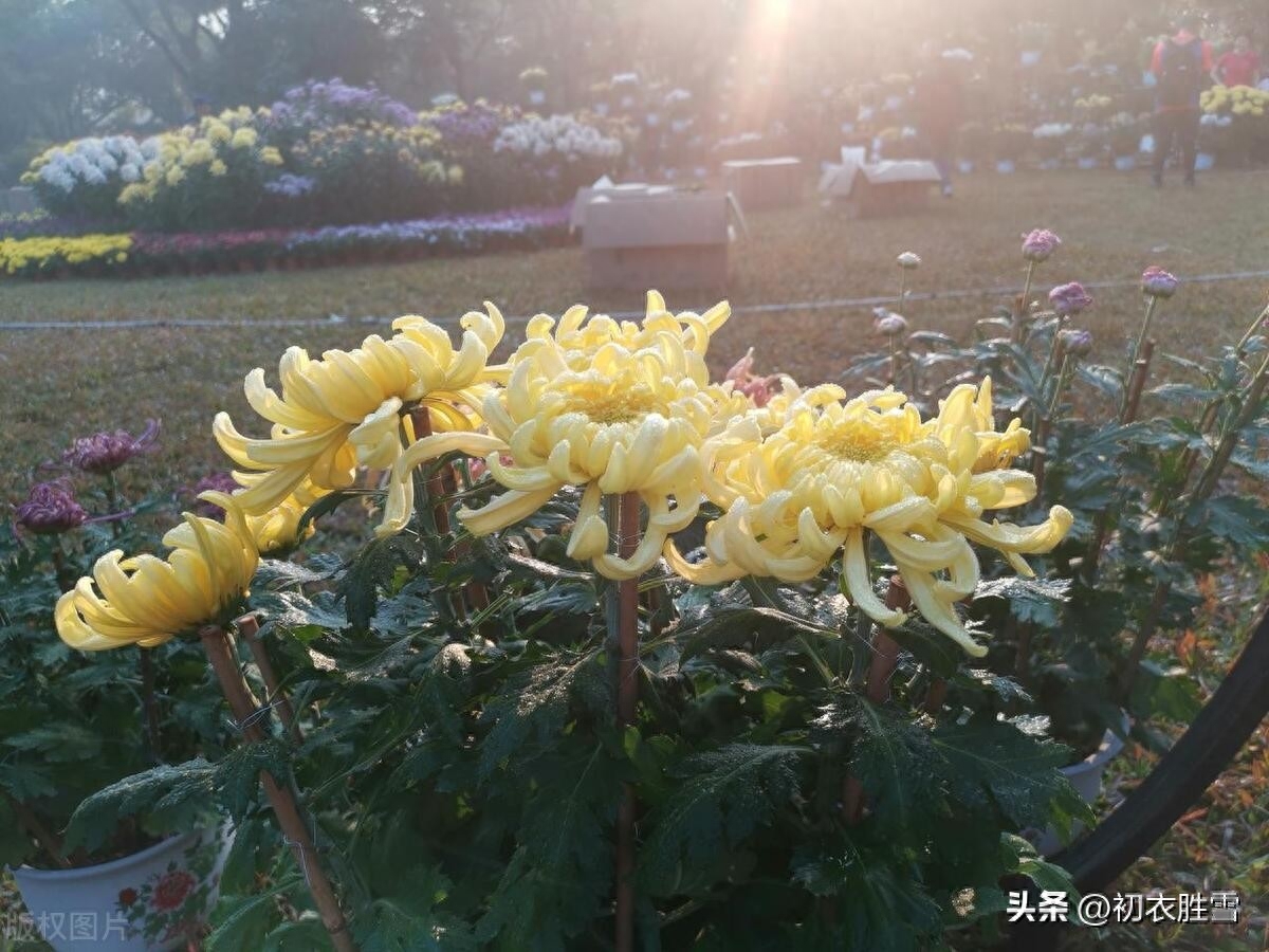 寒露节气菊花古诗五首（东篱有佳菊，湛湛寒露滋）