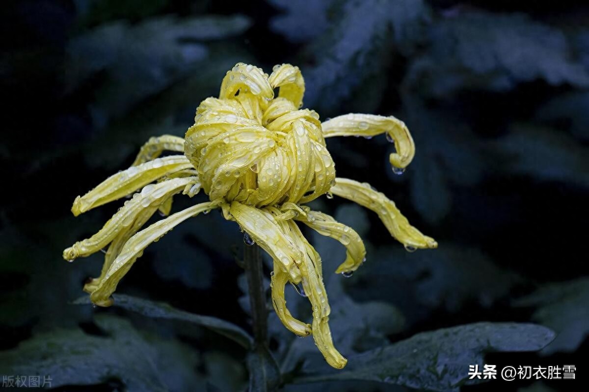 寒露节气菊花古诗五首（东篱有佳菊，湛湛寒露滋）