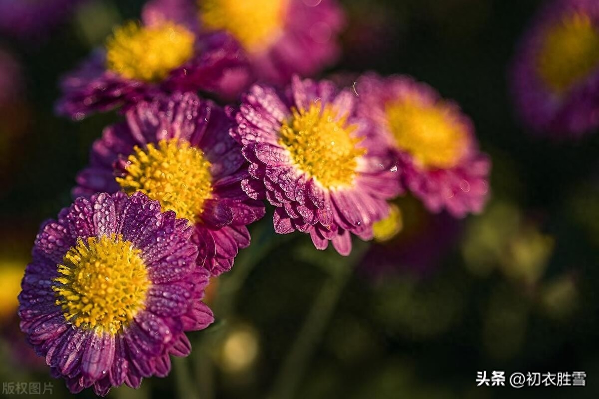 寒露节气菊花古诗五首（东篱有佳菊，湛湛寒露滋）