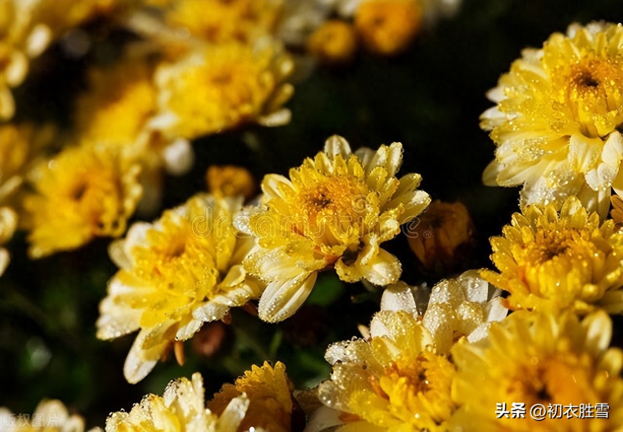 寒露节气菊花古诗五首（东篱有佳菊，湛湛寒露滋）