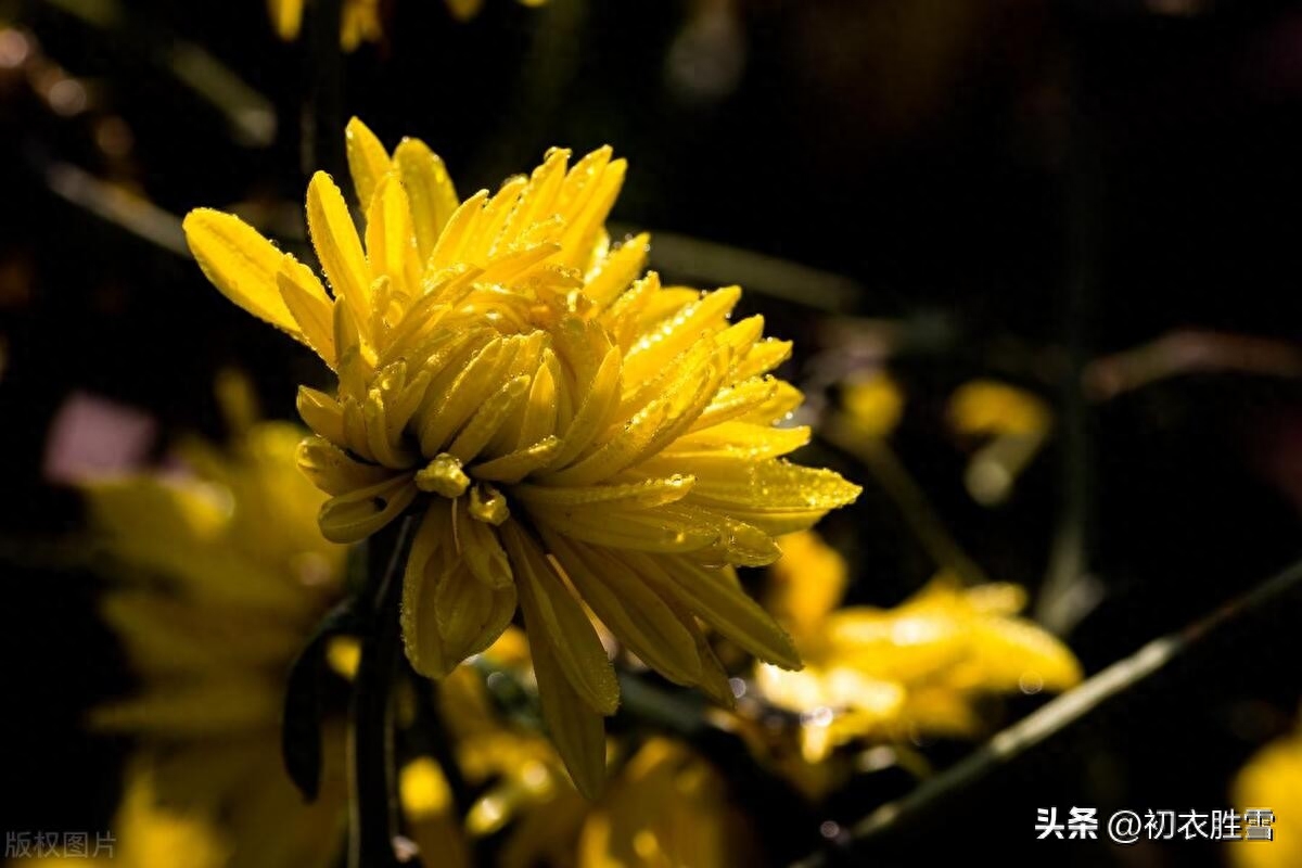 寒露节气古诗五首鉴赏（娟娟寒露中，金菊对芙蓉）