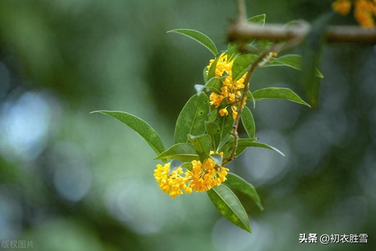 桂花香里唯美古诗五首（ 木樨香里道心清，桂花香里看唐诗）