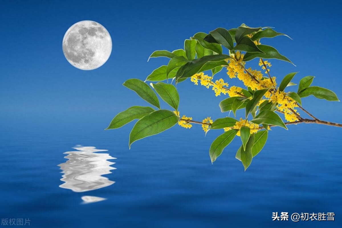 中秋月唐诗六首赏析（中秋中夜月，世说慑妖精）