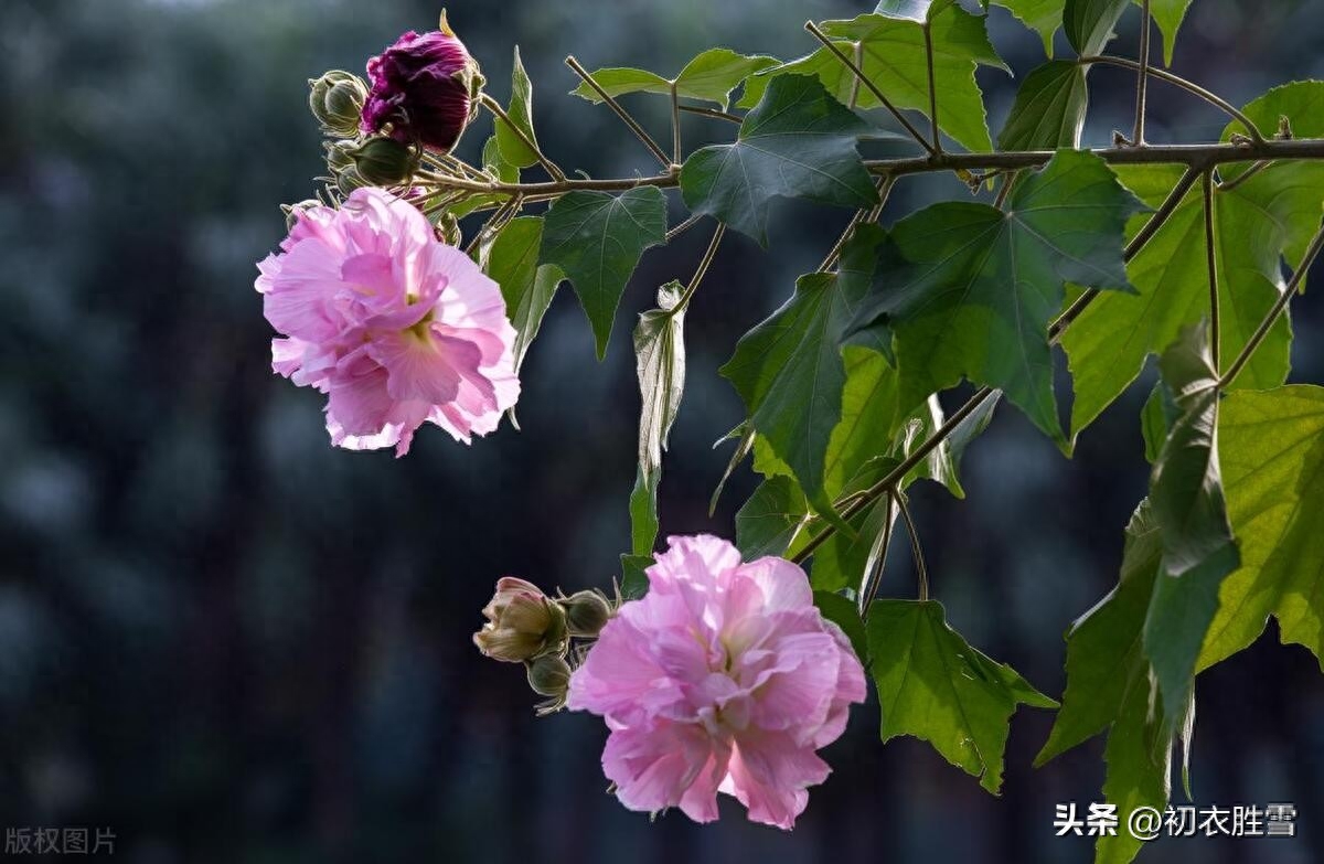 秋分节气优美诗词五首（欢喜入秋分，秋分夜倍凉）