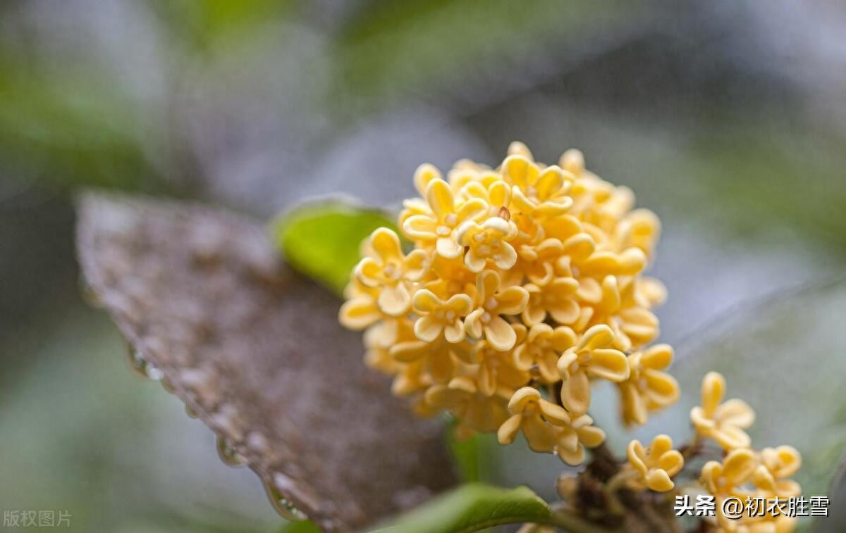 桂花香古诗词唯美六首（十里飘天香，无人自芬芳）