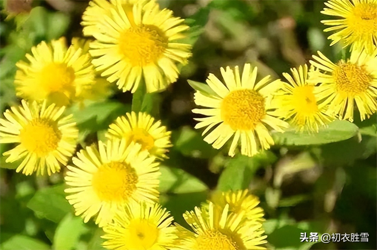 菊花之金钱花五首古诗词（萧萧秋意早，采采露华鲜）