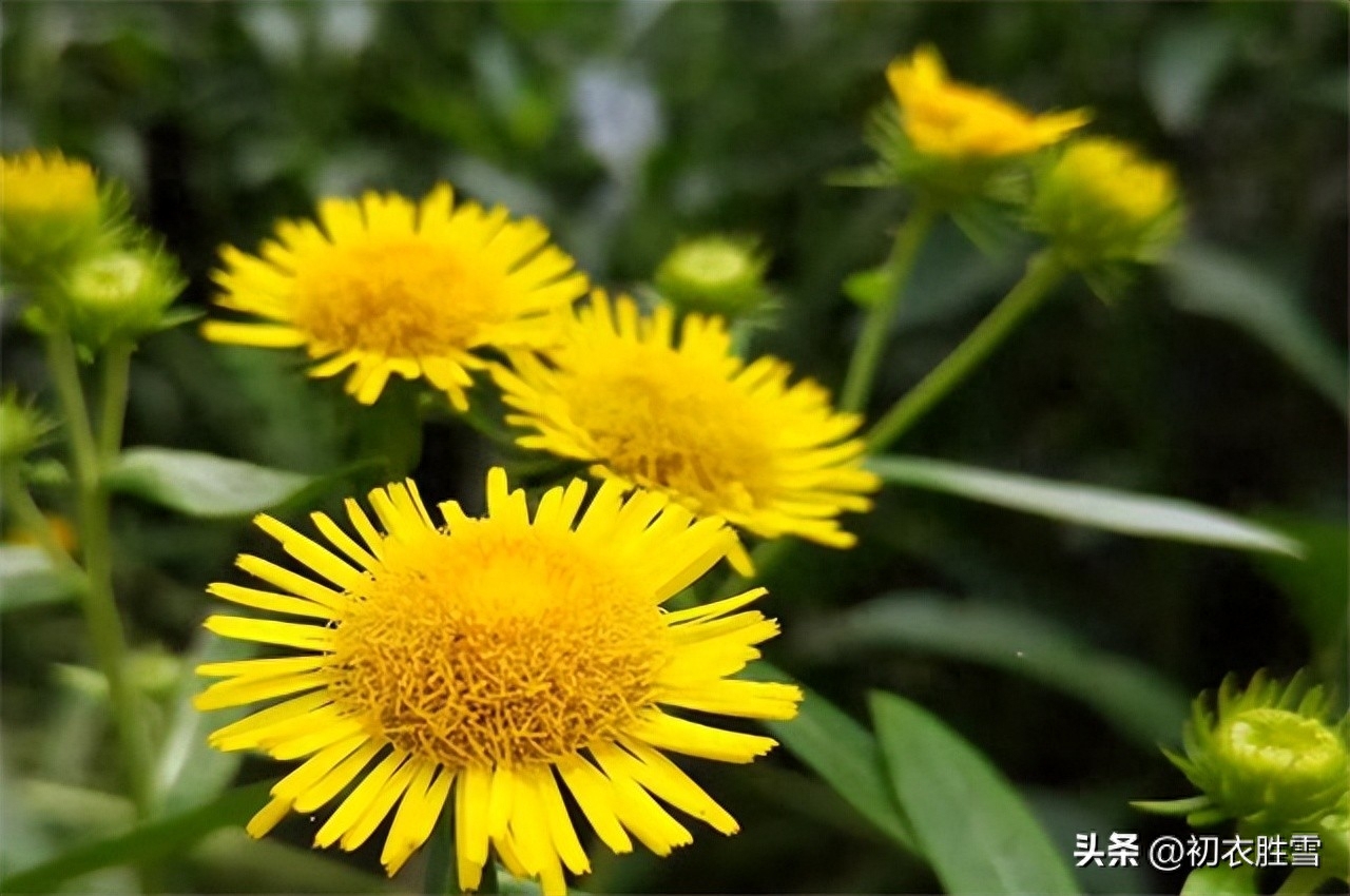 菊花之金钱花五首古诗词（萧萧秋意早，采采露华鲜）