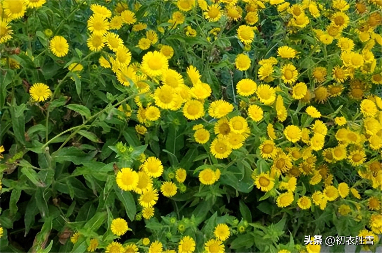 菊花之金钱花五首古诗词（萧萧秋意早，采采露华鲜）