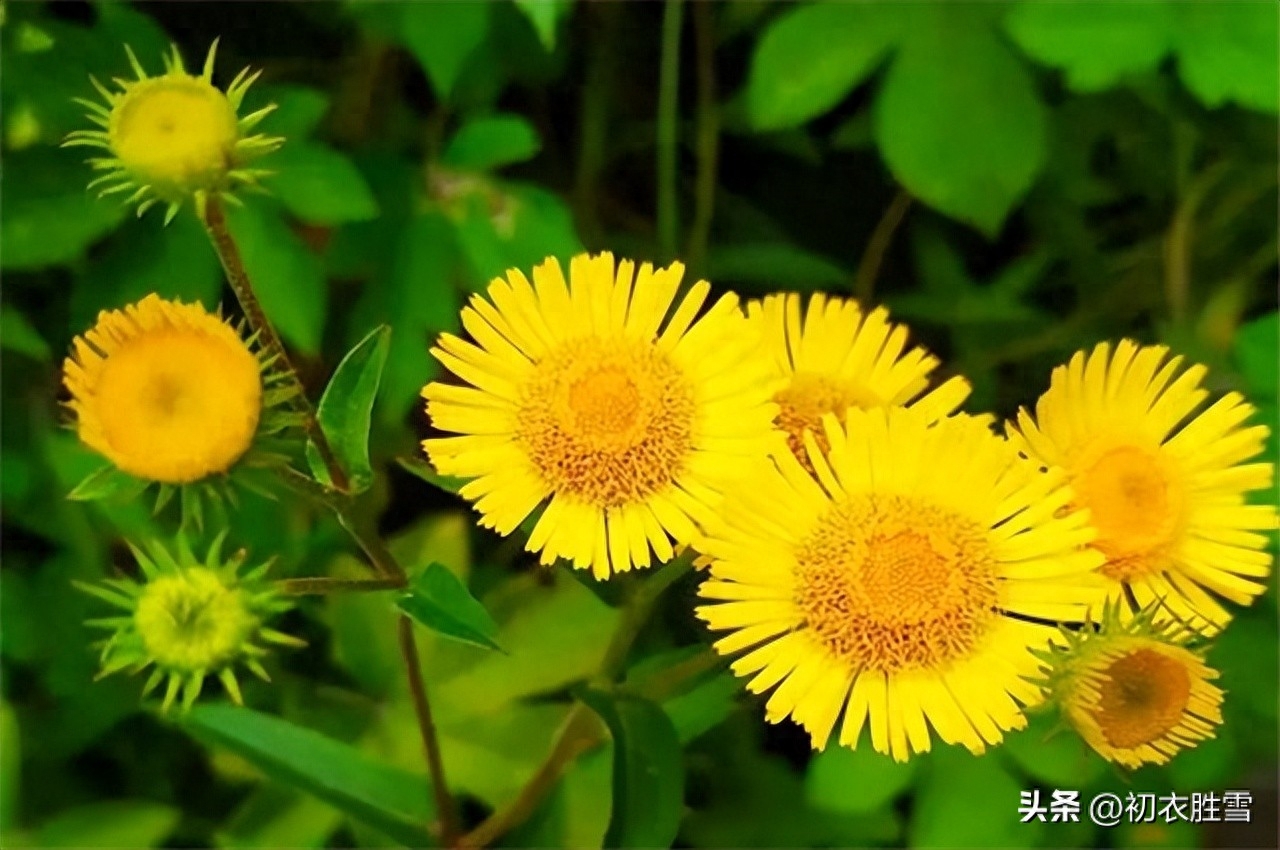 菊花之金钱花五首古诗词（萧萧秋意早，采采露华鲜）