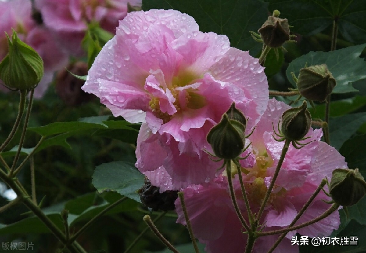 秋花木芙蓉唐诗五首（秋风万里芙蓉国，水莲花尽木莲开）