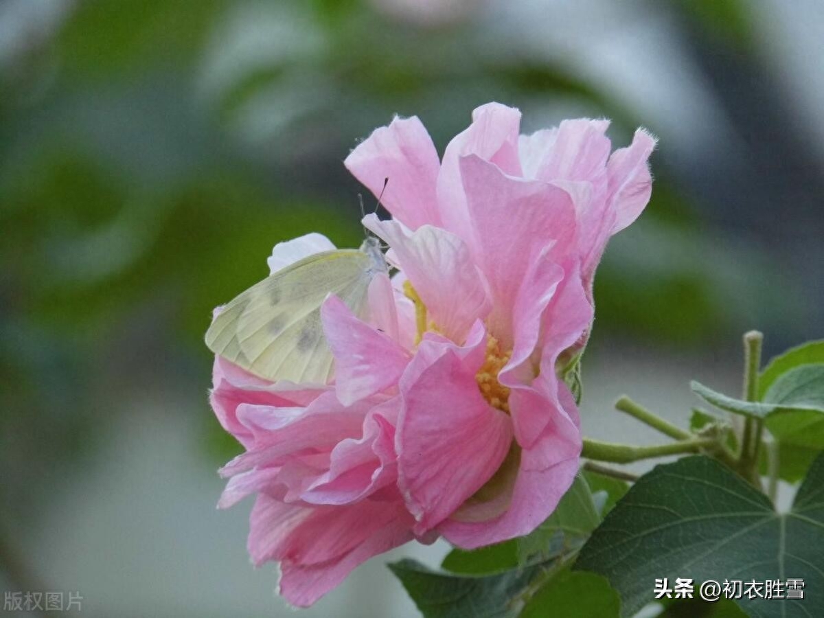 秋花木芙蓉唐诗五首（秋风万里芙蓉国，水莲花尽木莲开）