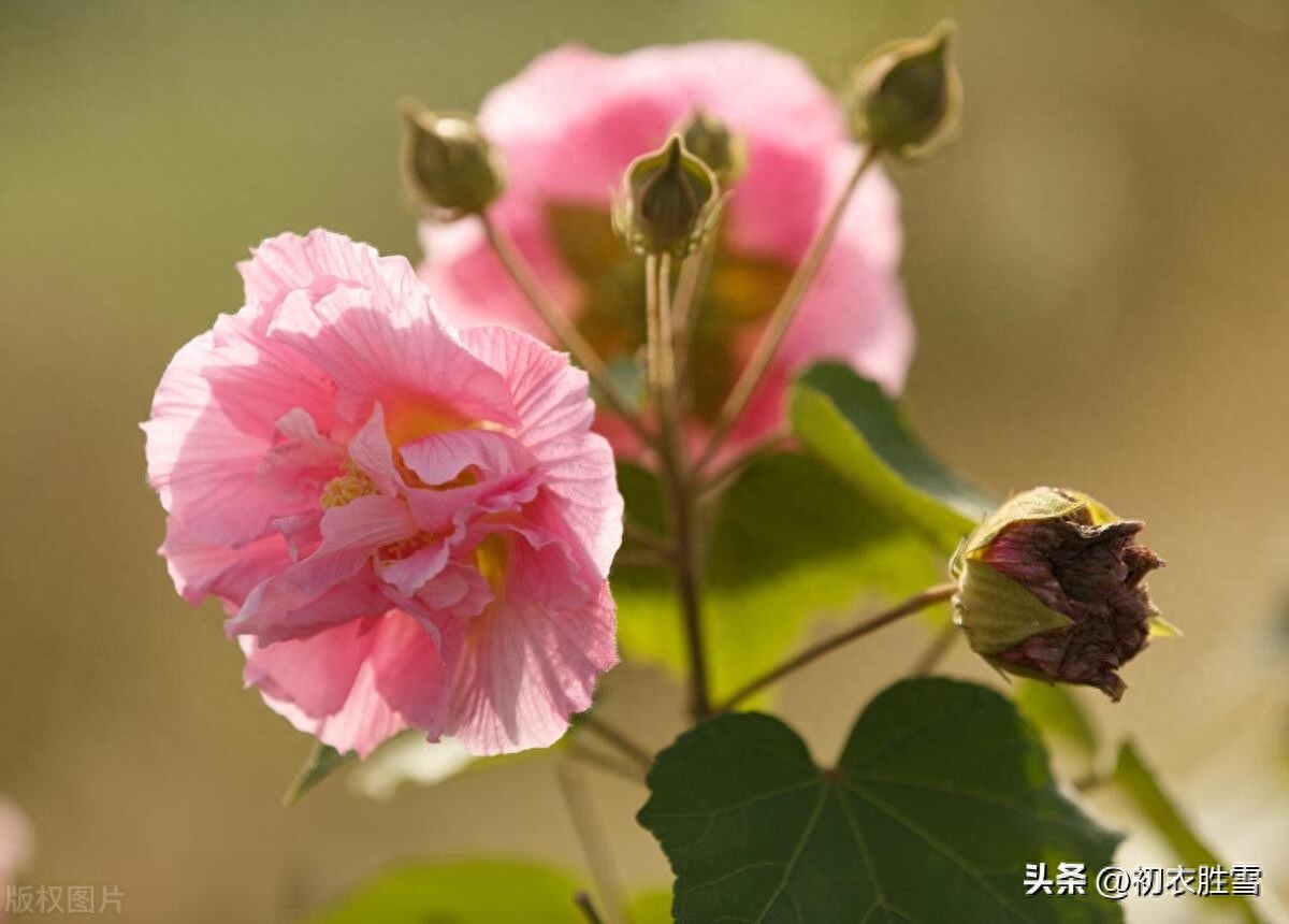 秋花木芙蓉唐诗五首（秋风万里芙蓉国，水莲花尽木莲开）