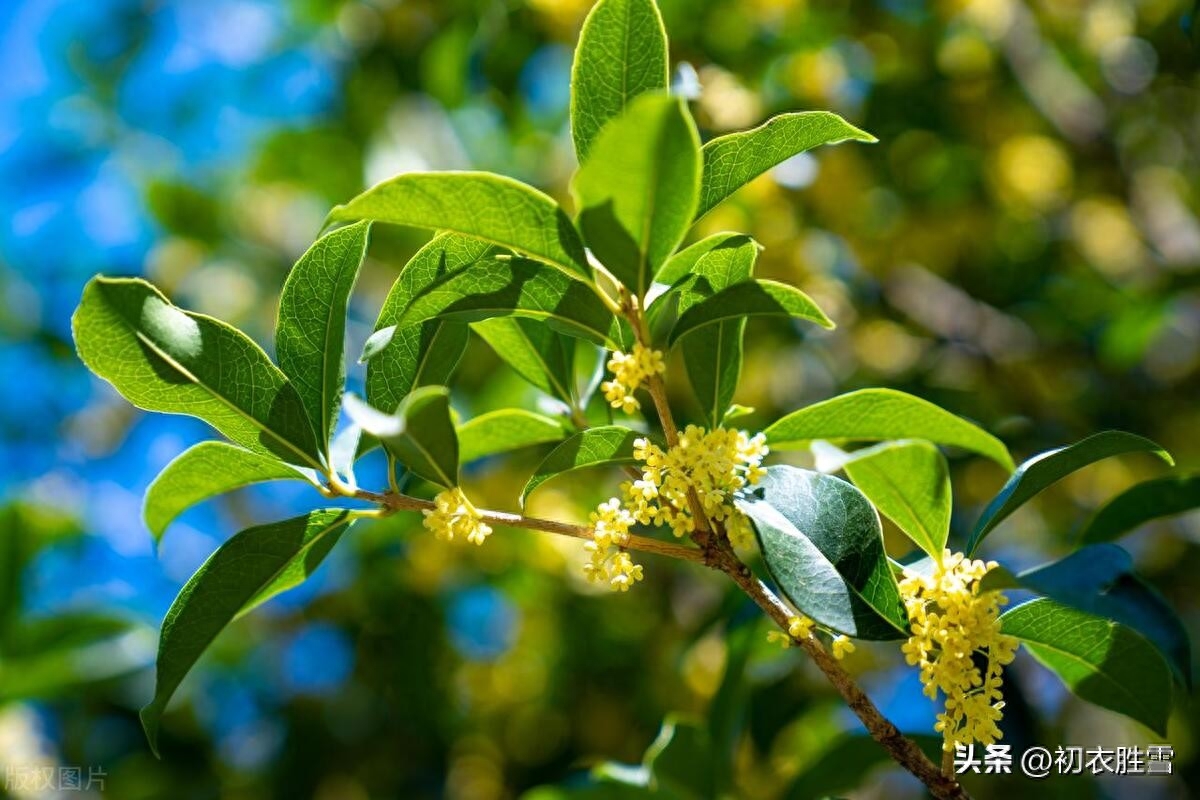 八月赏桂花诗词六首赏析（人间八月桂花秋，一夜吹香到月宫）