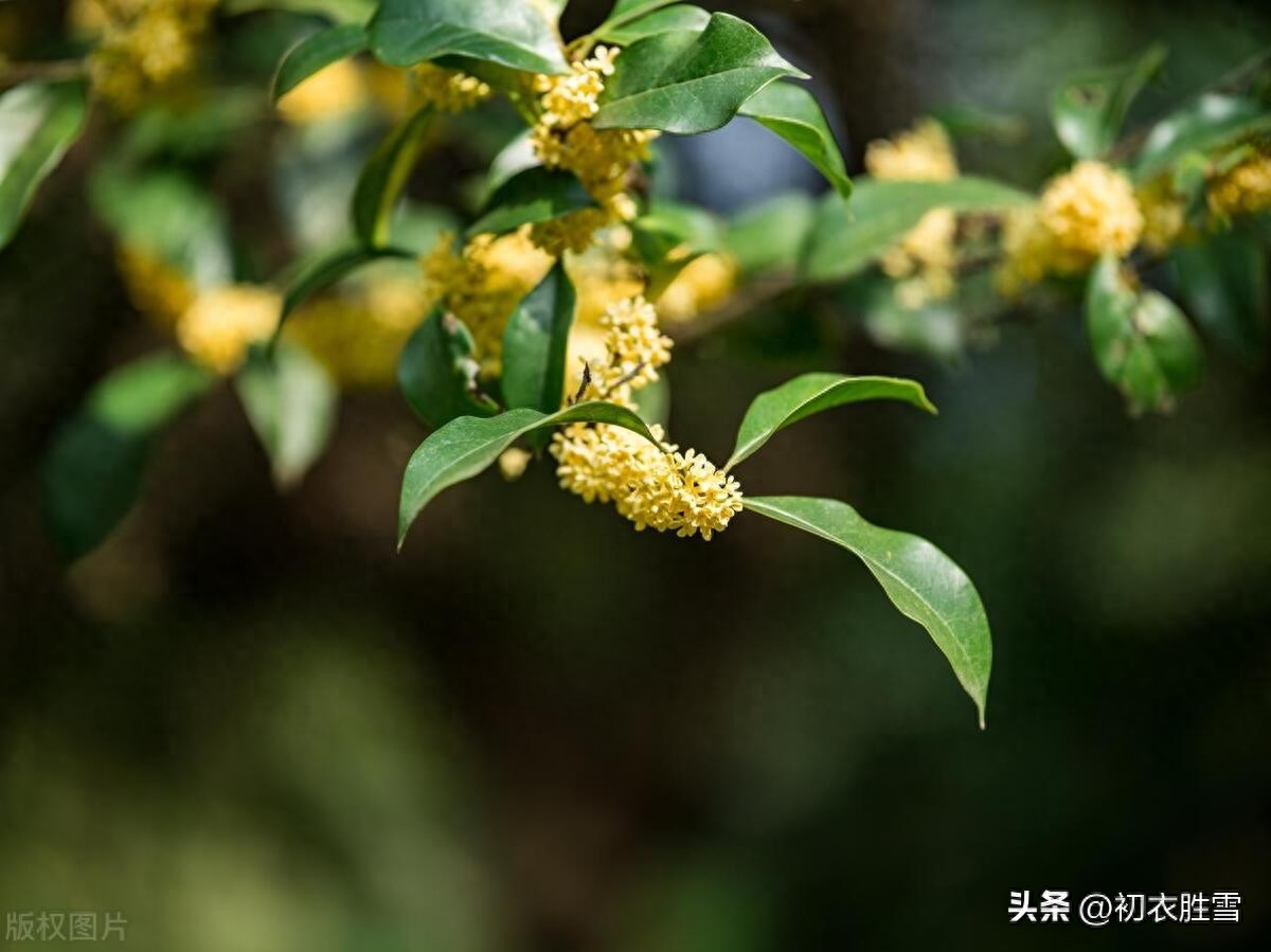 八月赏桂花诗词六首赏析（人间八月桂花秋，一夜吹香到月宫）