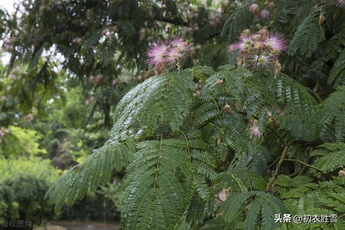 白居易白露节气优美诗词五首（秋荷病叶上，白露大如珠）