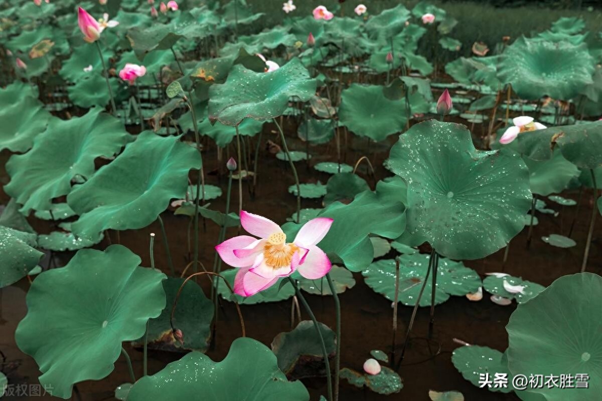 白居易白露节气优美诗词五首（秋荷病叶上，白露大如珠）