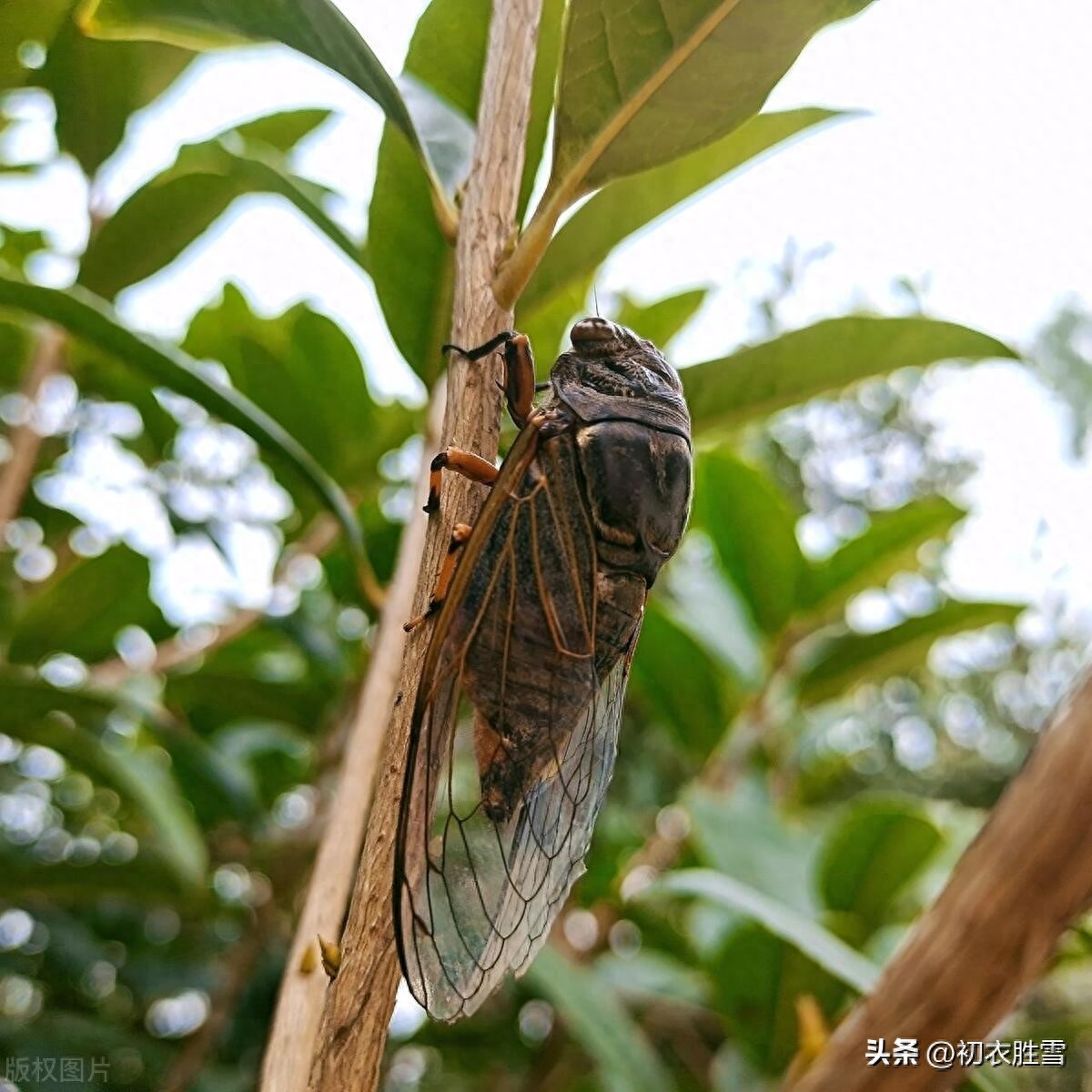 秋蝉四首赏析（那堪玄鬓影，来对白头吟）