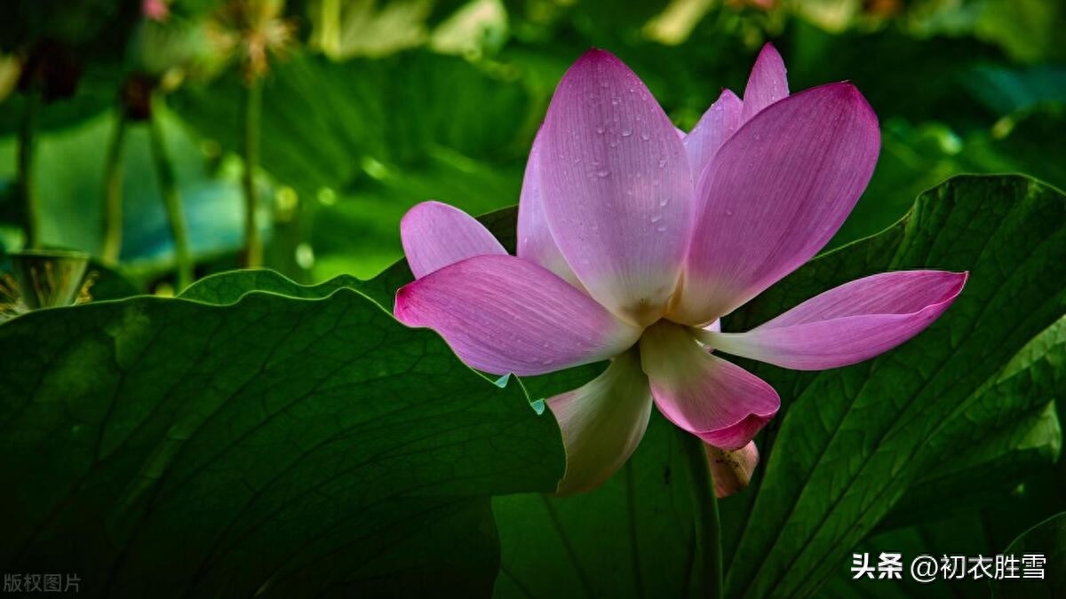 秋暑唯美古诗五首赏析（篱落秋暑中，碧花蔓牵牛）