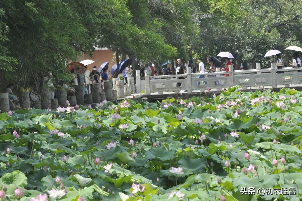 荷花经典古诗六首赏析（荷花生日，荷花盛日）